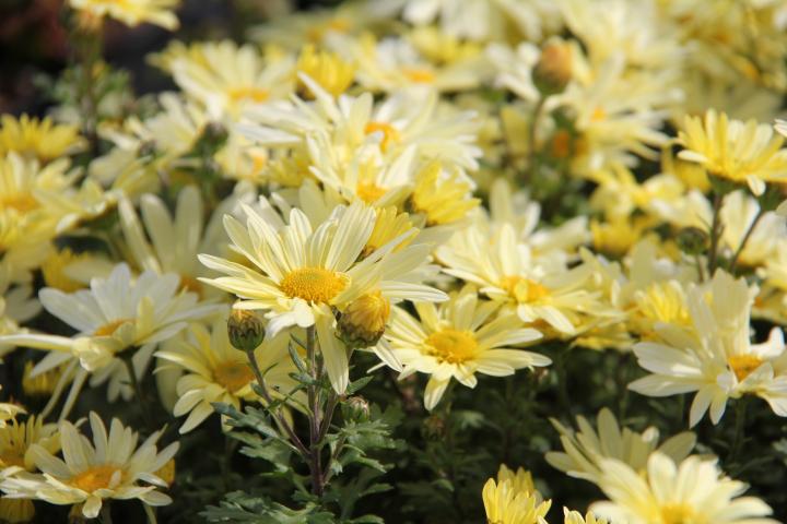 Dendranthema indicum (x) 'Lichtkuppel'