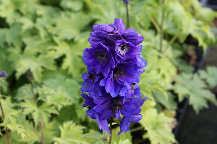 Delphinium magic fountains 'Dark Blue-Black Bee'