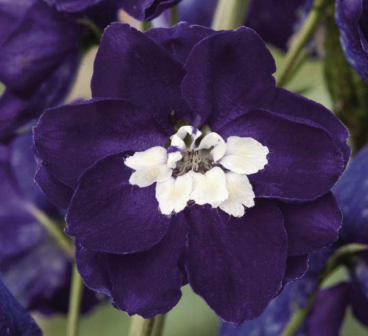 Delphinium magic fountains 'Dark Blue-White Bee'