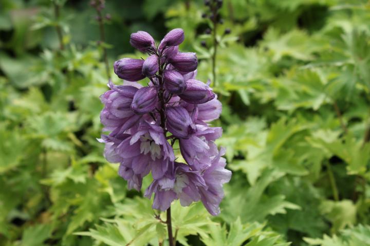 Delphinium magic fountains 'Deep Rose-White Bee'