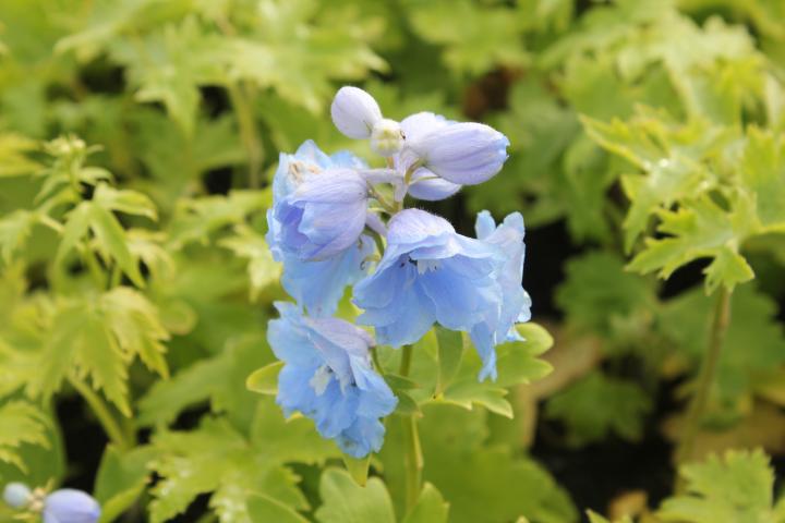 Delphinium magic fountains 'Sky Blue-White Bee'