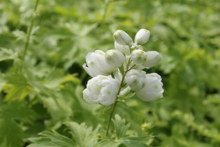 Delphinium magic fountains 'White'
