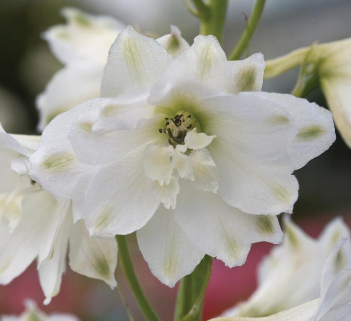 Delphinium magic fountains 'White'