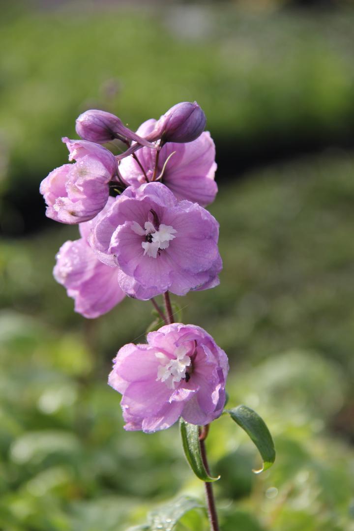 Delphinium pacific 'Astolat'