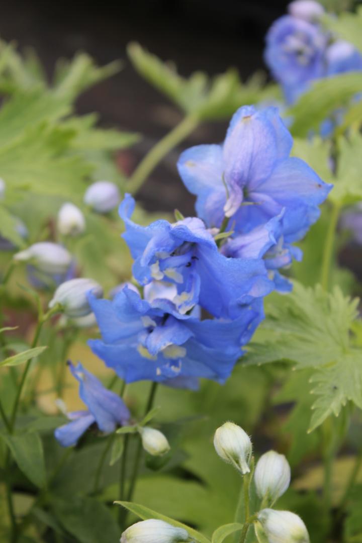 Delphinium pacific 'Blue Bird'