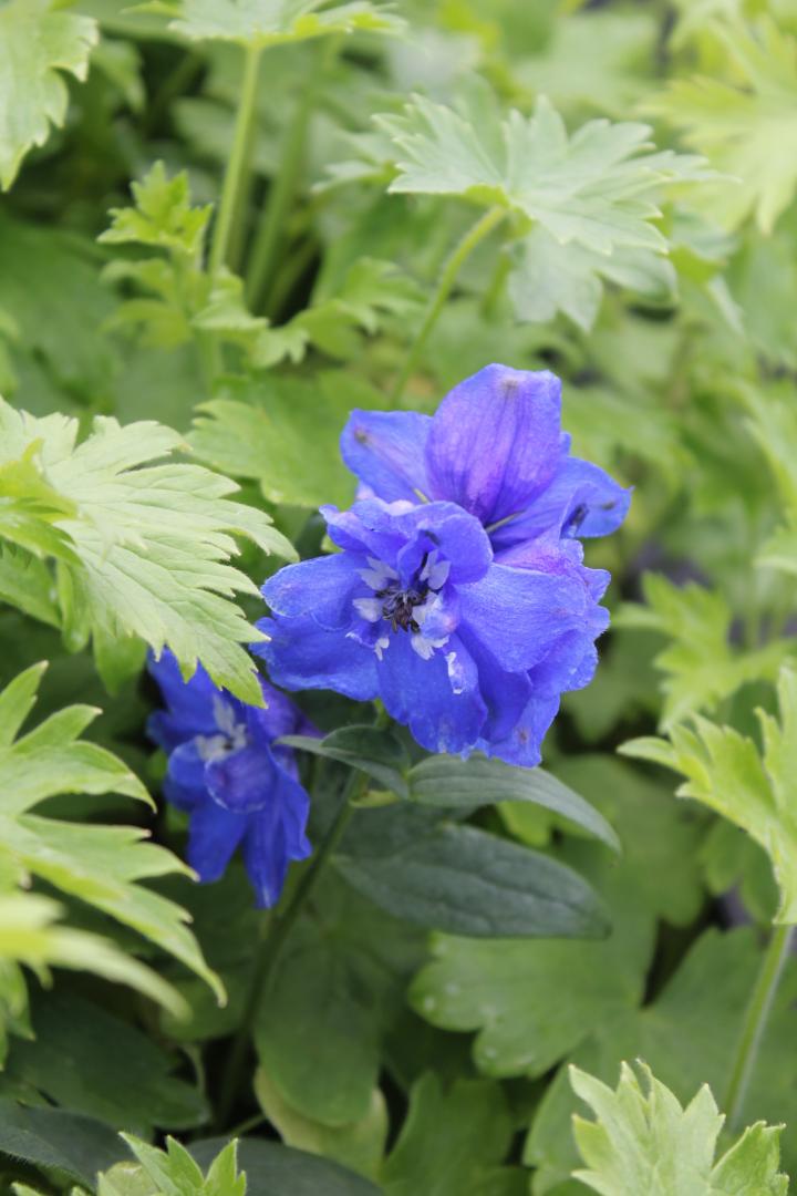 Delphinium pacific 'Blue Bird'