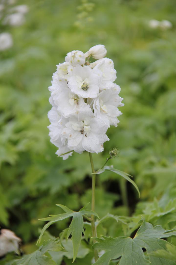 Delphinium pacific 'Galahad'
