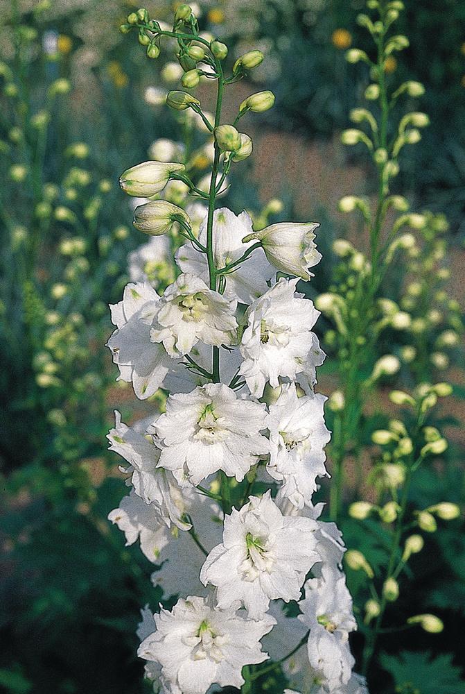 Delphinium pacific 'Galahad'