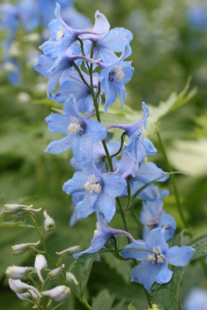 Delphinium pacific 'Summer Skies'