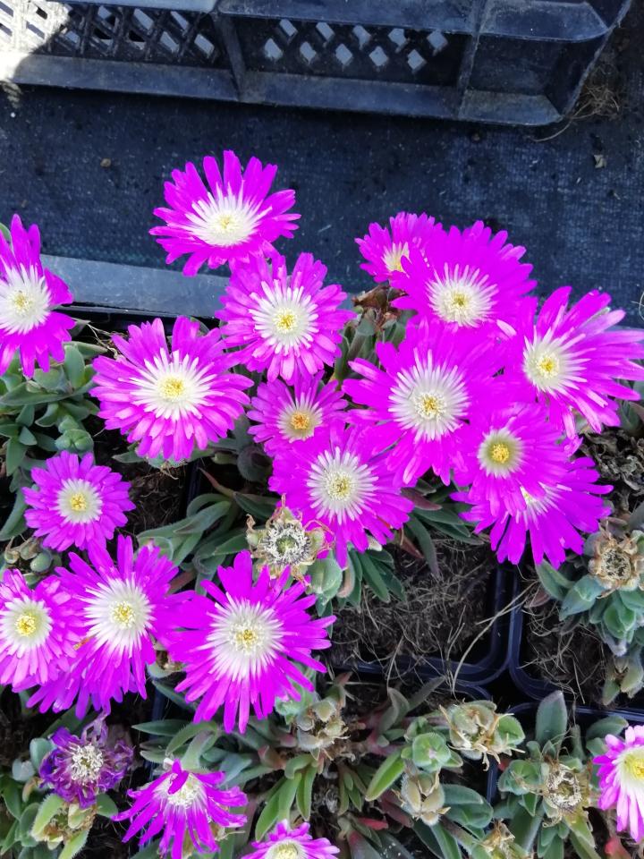 Delosperma sutherlandii