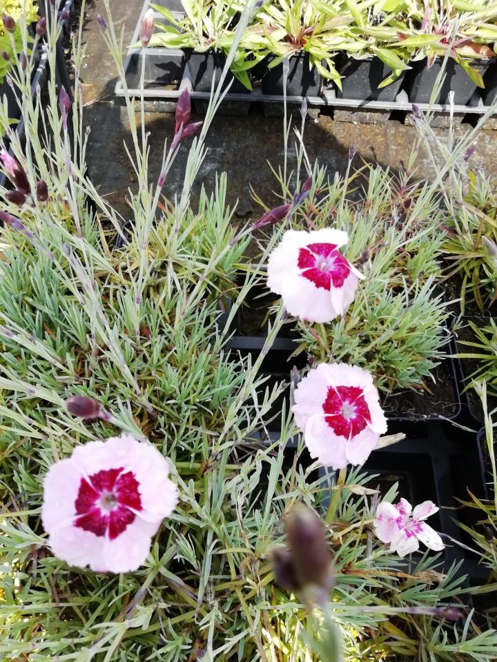 Dianthus allwoodii