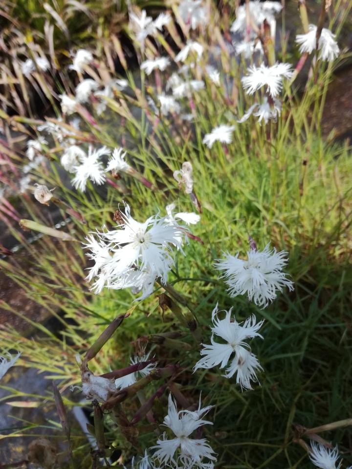 Dianthus arenarius