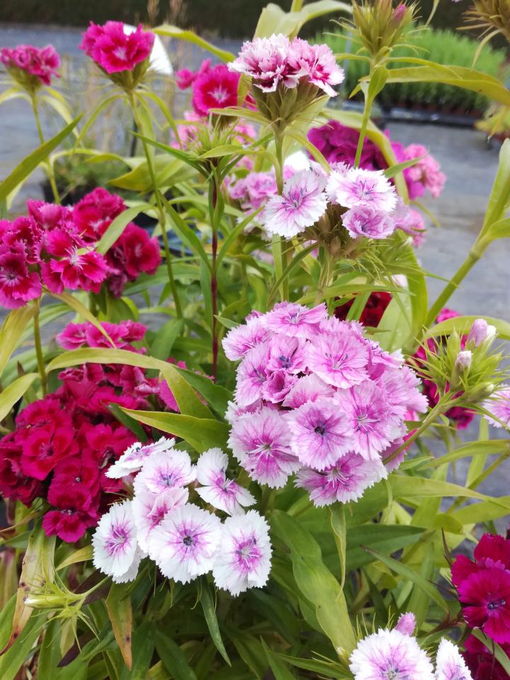 Dianthus barbatus 'Indianer Teppich'