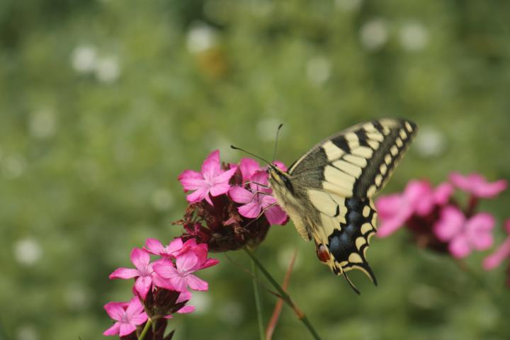 Dianthus carthusianorum