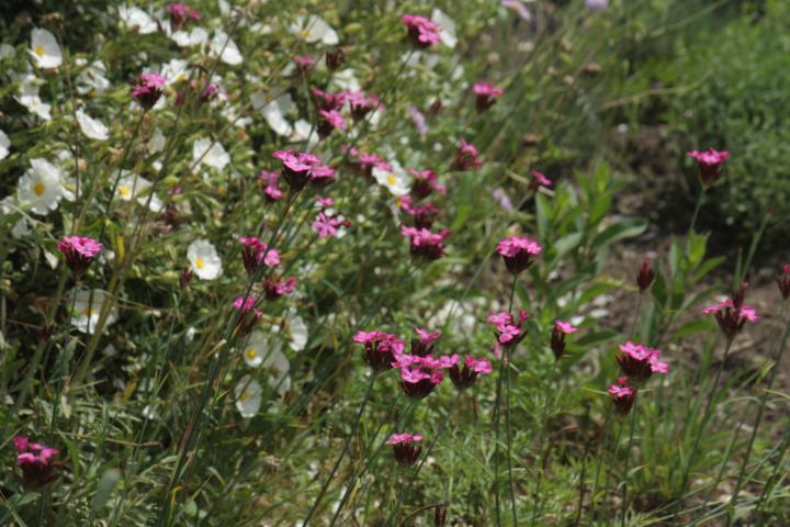 Dianthus carthusianorum
