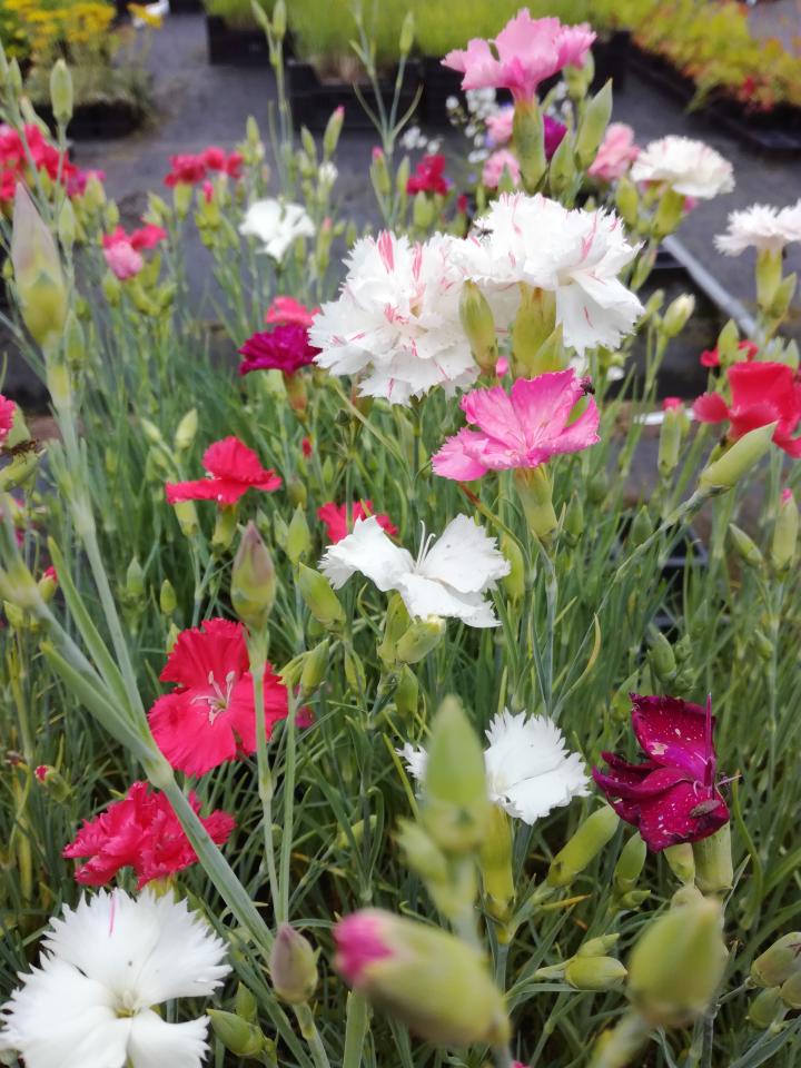 Dianthus caryophyllus