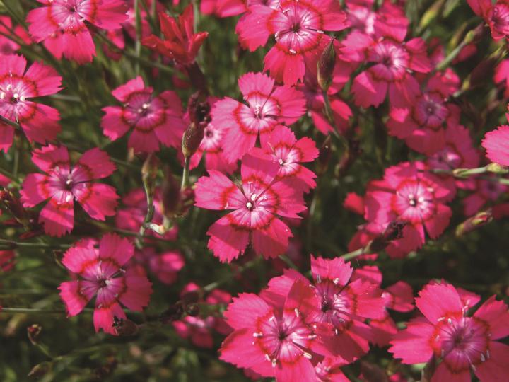 Dianthus deltoides 'Brillant'