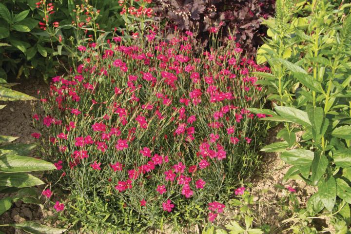 Dianthus deltoides 'Leuchtfunk' ('Flashing Light')