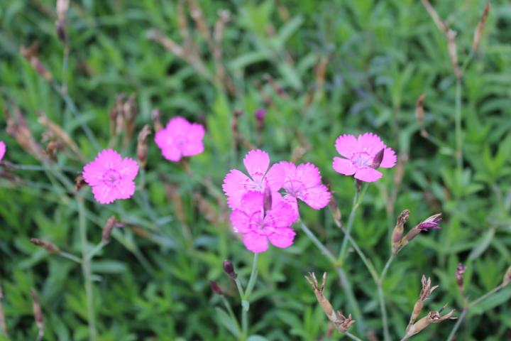 Dianthus deltoides 'Rosea'