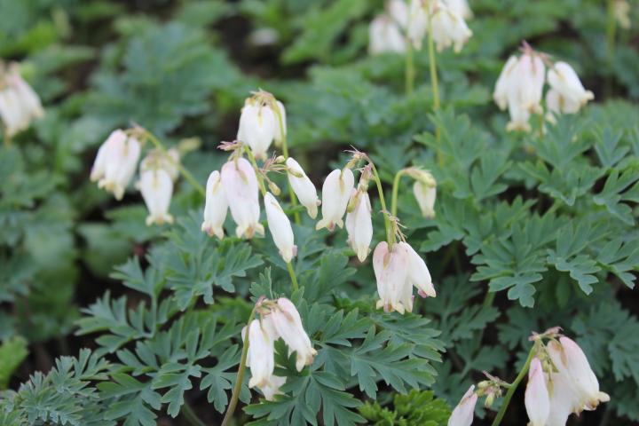 Dicentra formosa 'Aurora'
