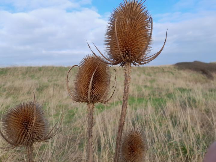 Dipsacus fullonum
