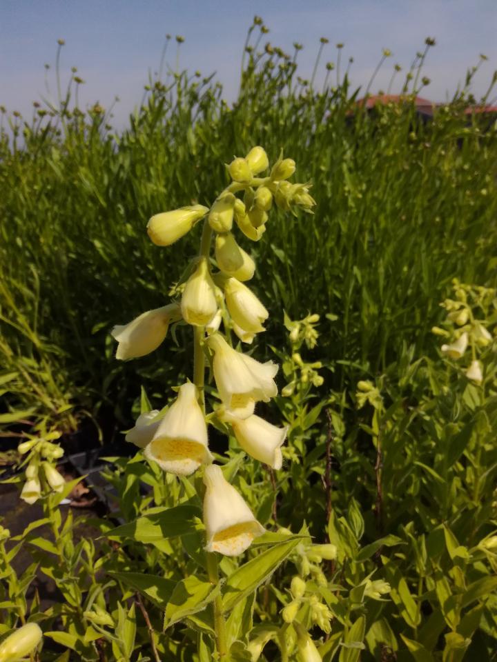 Digitalis grandiflora 'Carillon'
