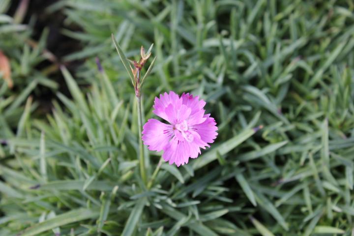 Dianthus gratianopolitanus 'Eydangeri'