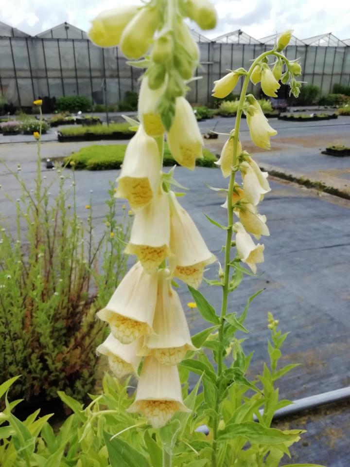 Digitalis grandiflora