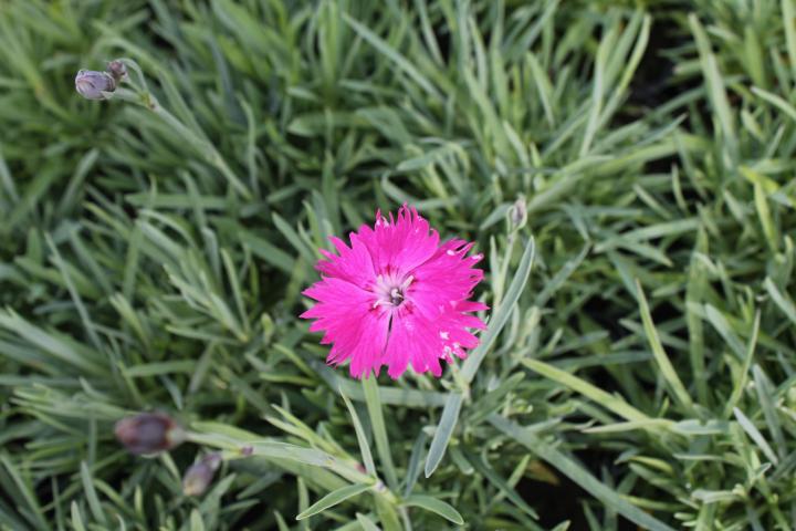 Dianthus gratianopolitanus
