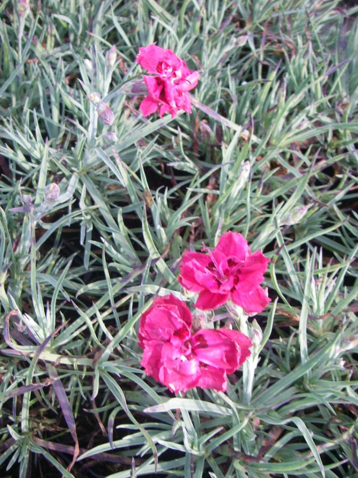 Dianthus gratianopolitanus 'Rotkäppchen'