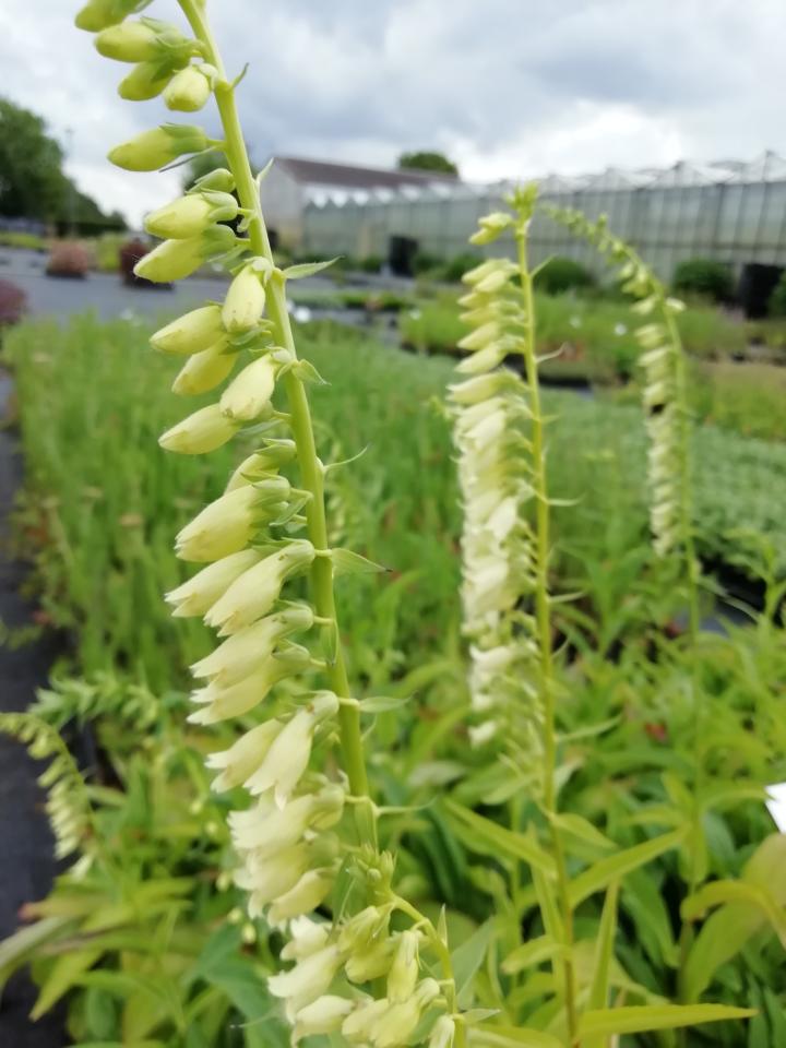 Digitalis lutea