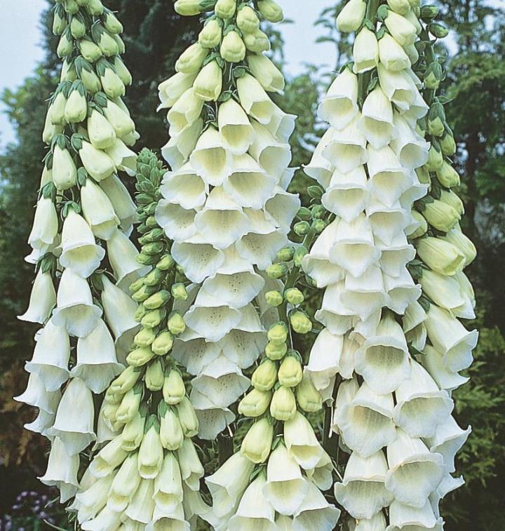 Digitalis purpurea 'Alba'