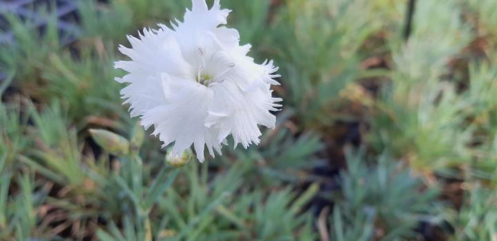 Dianthus plumarius 'Albus Plenus'