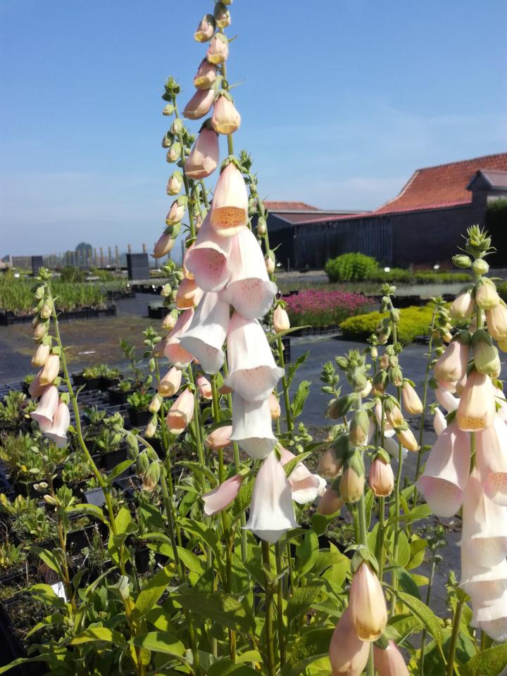 Digitalis purpurea 'Sutton's Apricot'