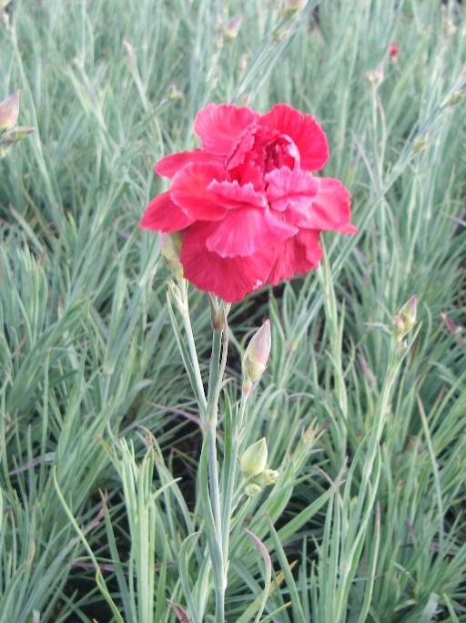 Dianthus plumarius 'David'