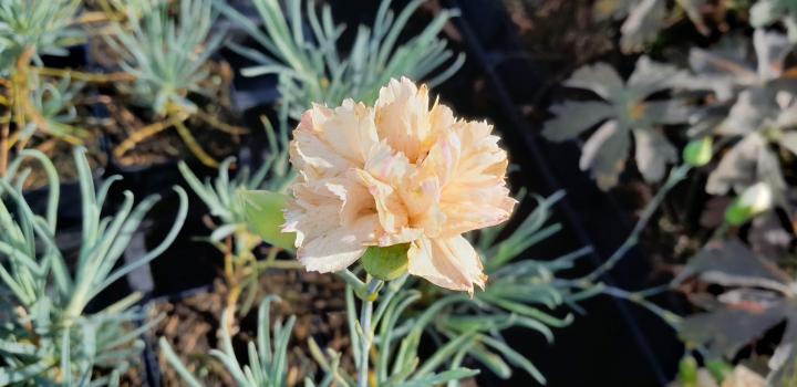Dianthus plumarius 'Devon Cream'