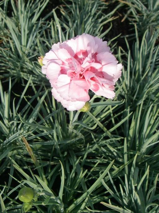 Dianthus plumarius 'Doris'