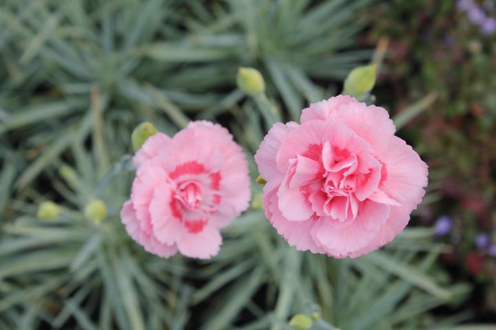 Dianthus plumarius 'Doris'