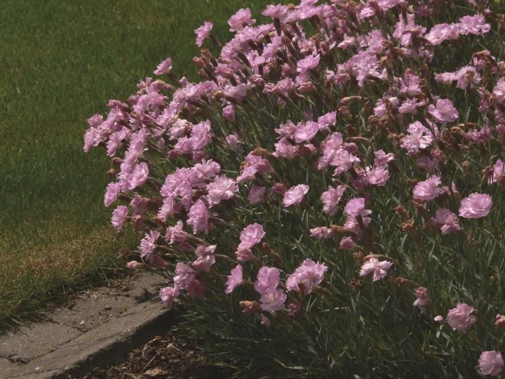 Dianthus plumarius 'Double Rose'