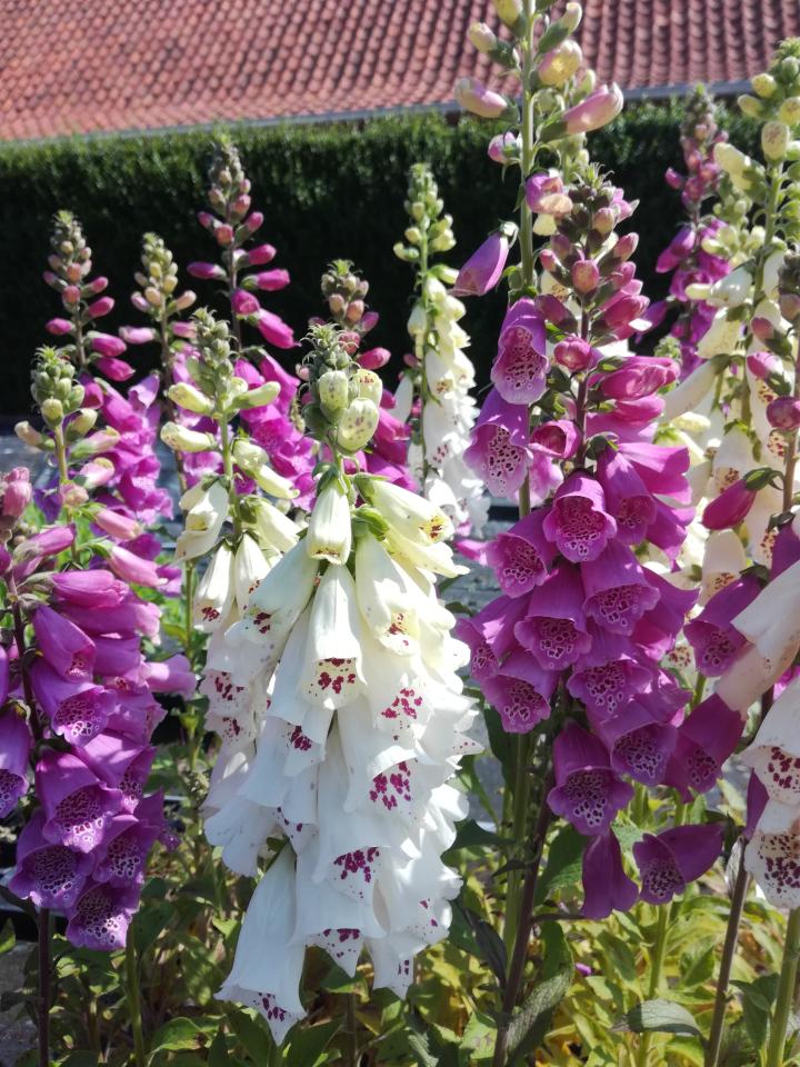 Digitalis purpurea 'Excelsior Hybrids'