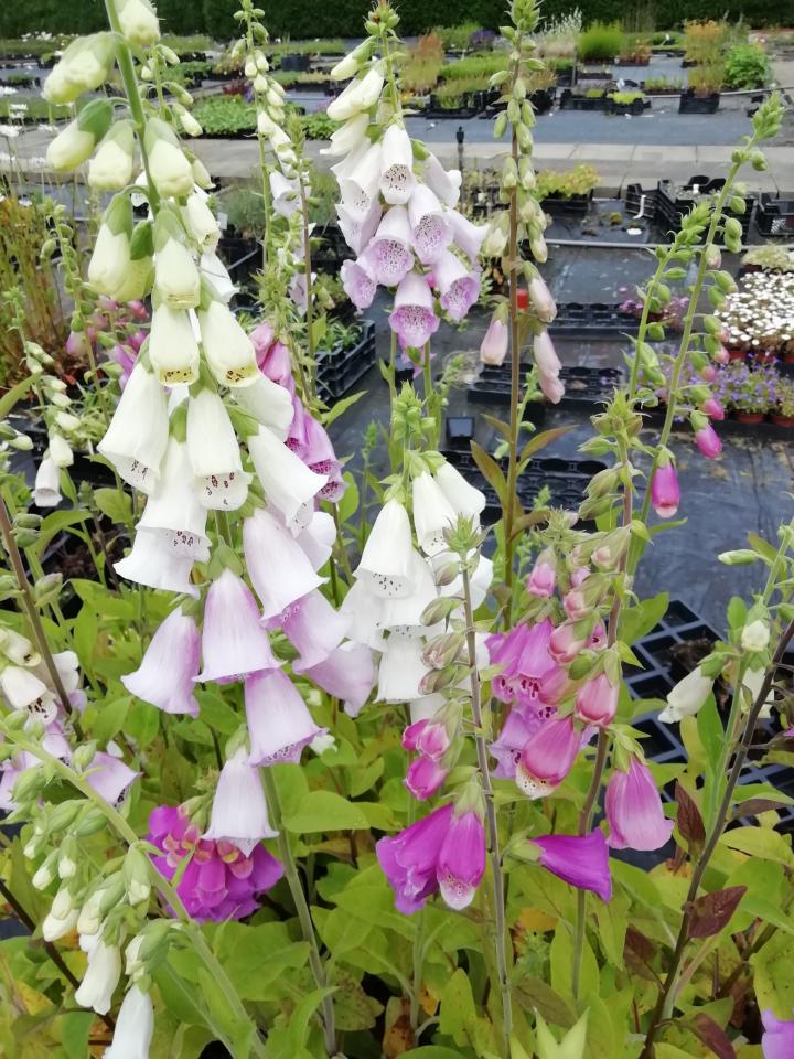 Digitalis purpurea 'Gloxiniiflora'
