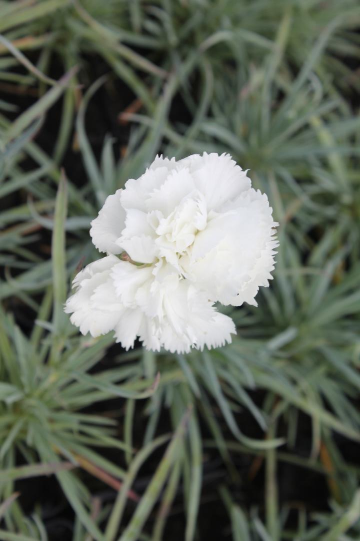 Dianthus plumarius 'Haytor White'