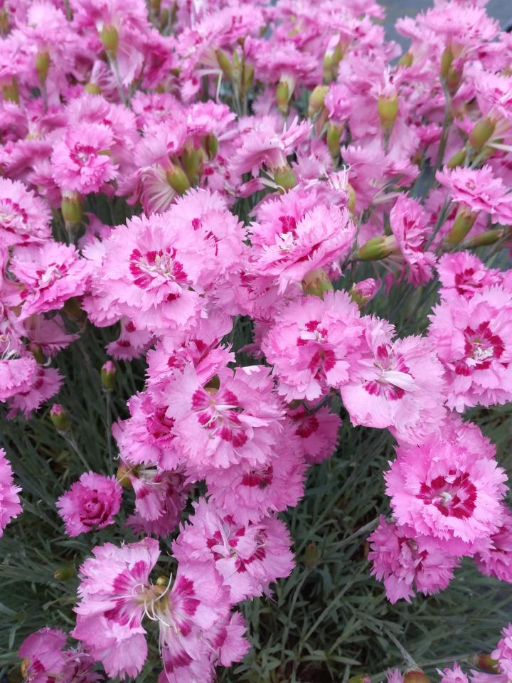 Dianthus plumarius 'Maggi'