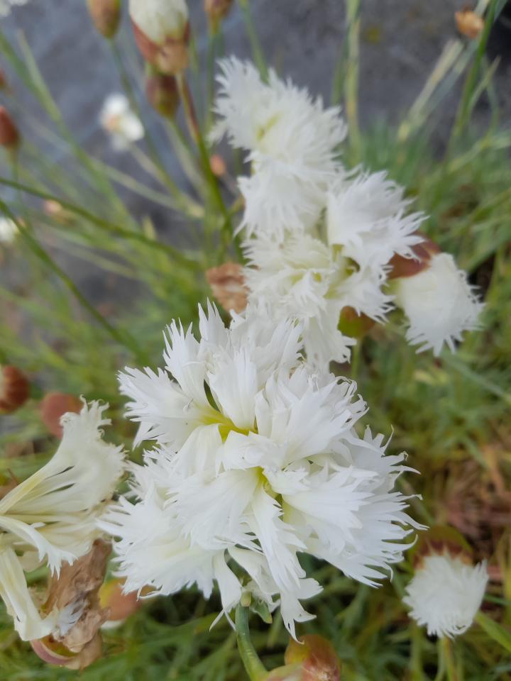 Dianthus plumarius 'Mrs Sinkins'
