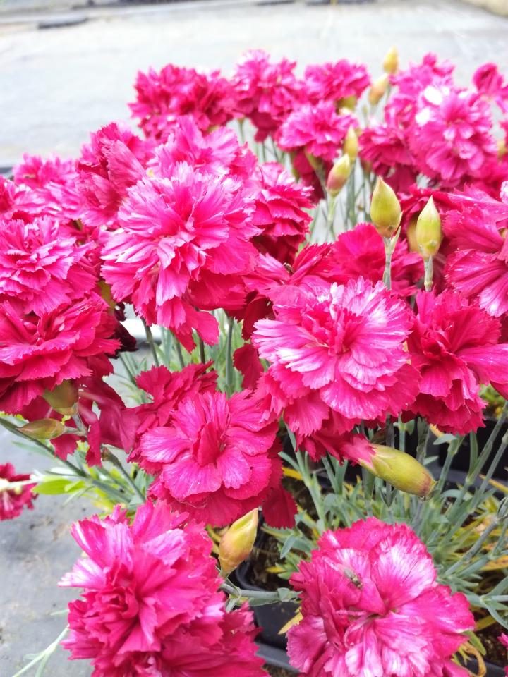 Dianthus plumarius 'Munot'