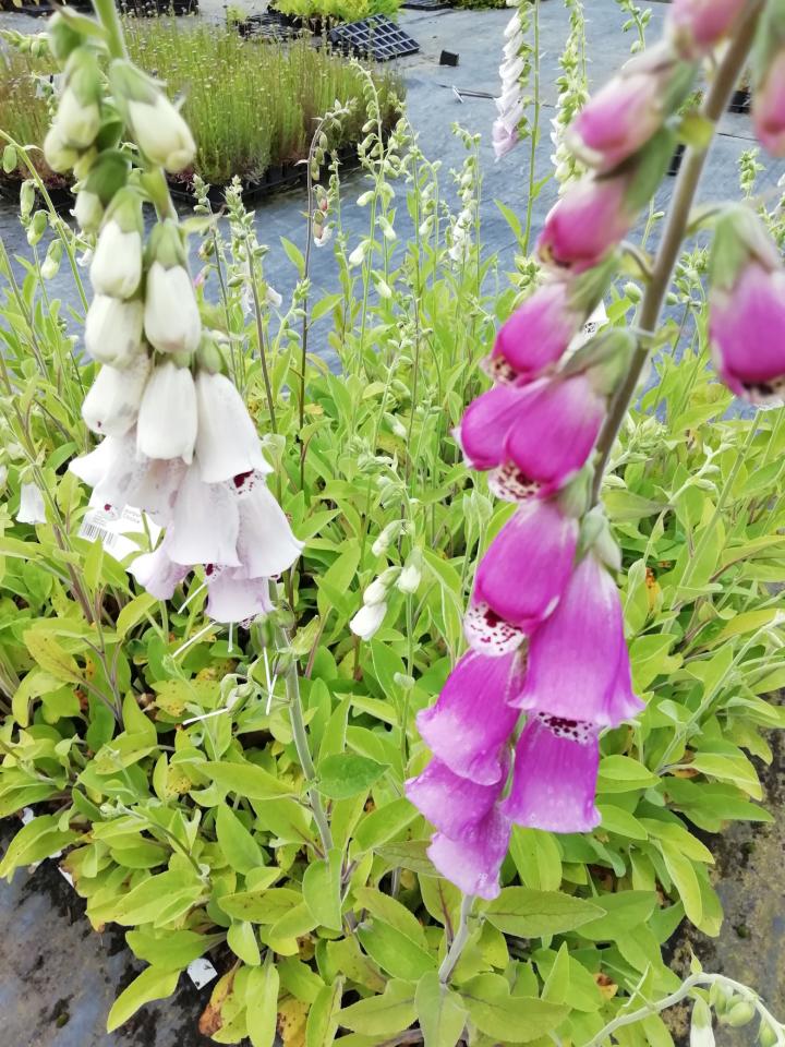 Digitalis purpurea 'Pam's Choice'