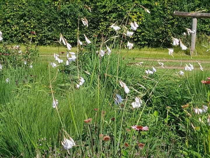 Dierama pulcherrimum 'Album'