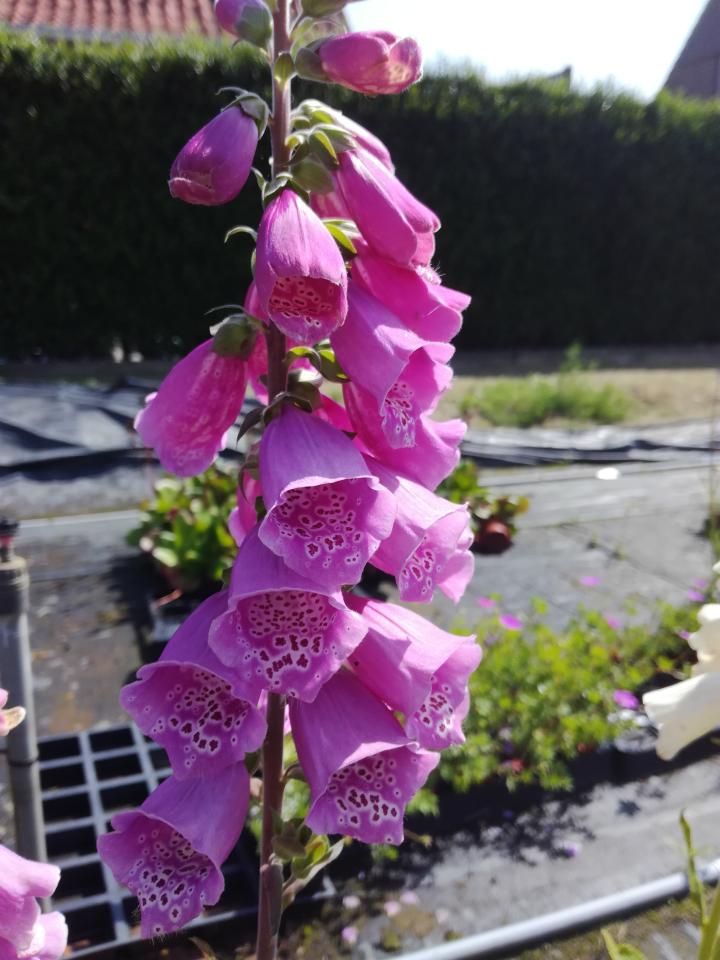 Digitalis purpurea