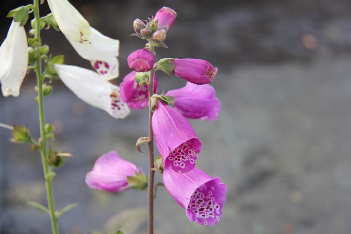 Digitalis purpurea