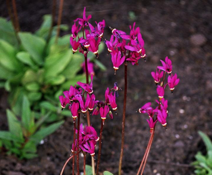 Dodecatheon meadia